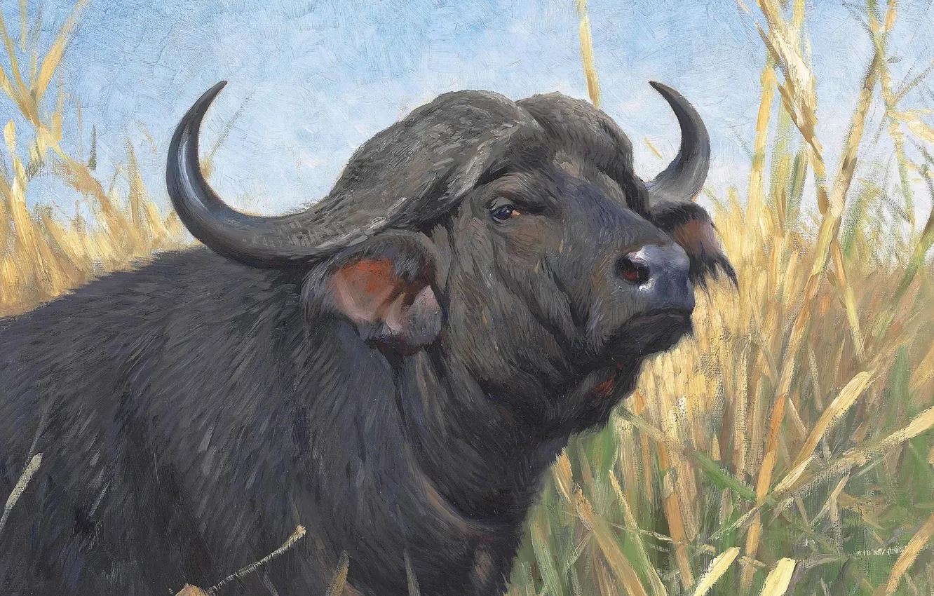 Фото обои 1913, German painter, Фридрих Вильгельм Кунерт, немецкий живописец, Friedrich Wilhelm Kuhnert, A Buffalo, Буйвол