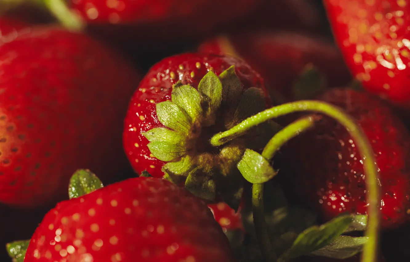 Фото обои макро, ягоды, клубника, красные, боке