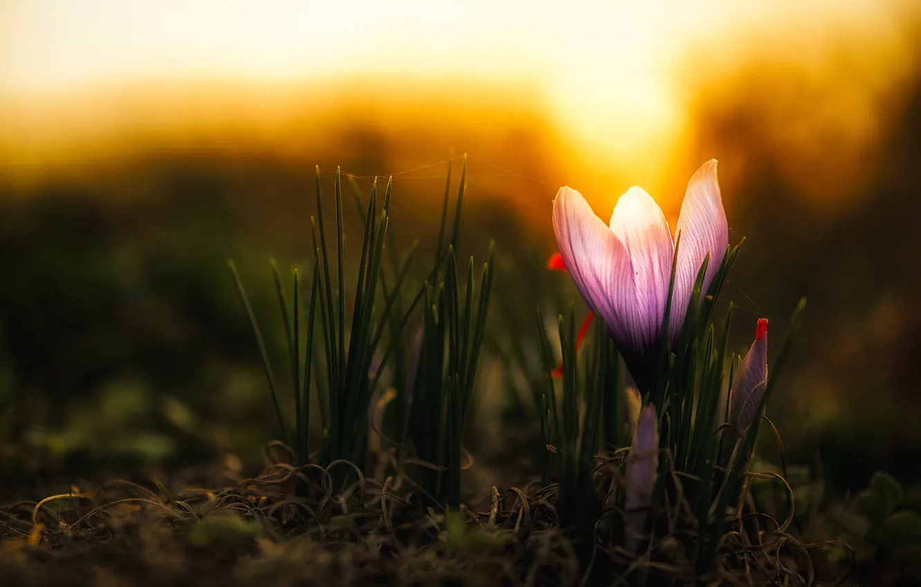 Фото обои цветок, свет, темный фон, сиреневый, весна, бутон, крокус