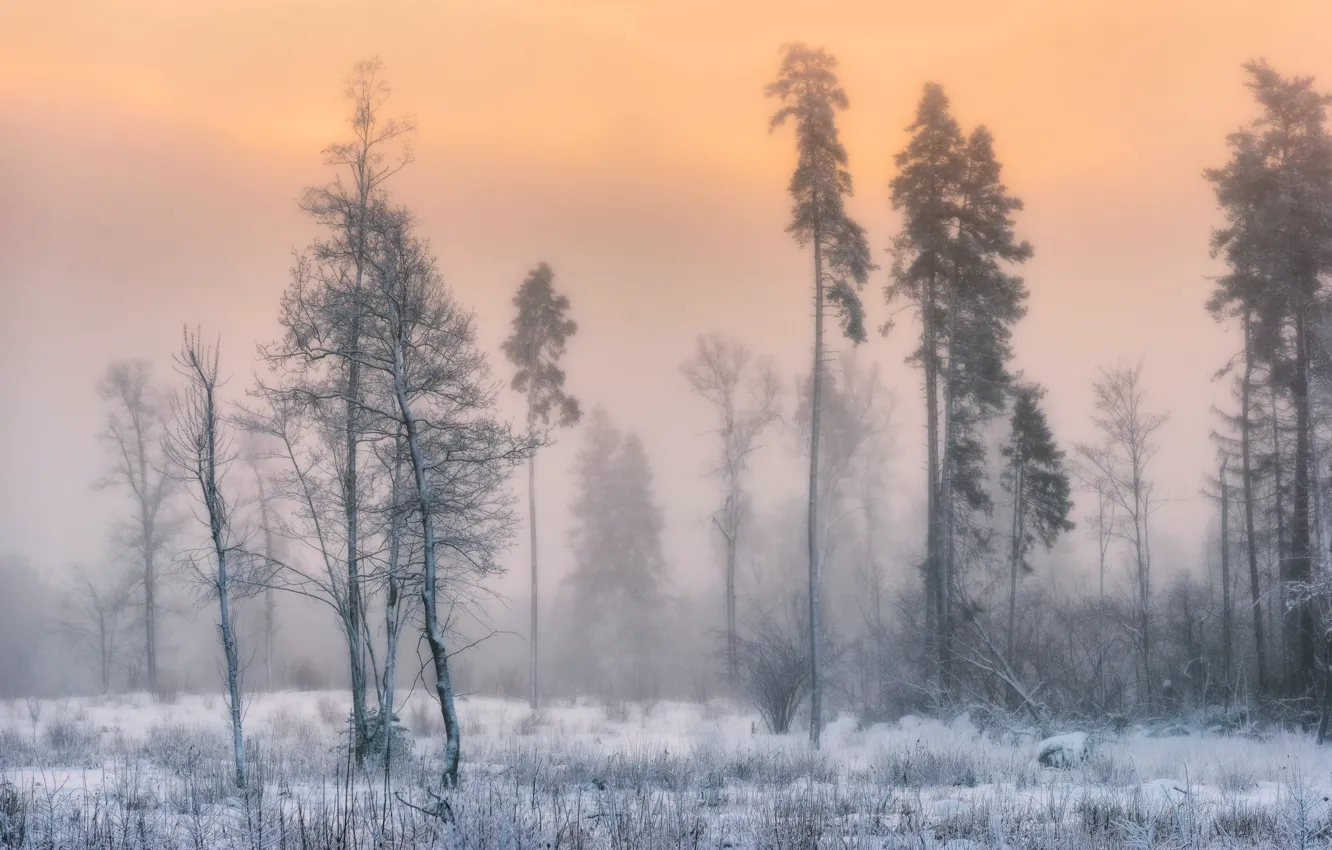 Фото обои Nature, Wood, Winter, Ice, Trees, Cold, Sergey Pesterev