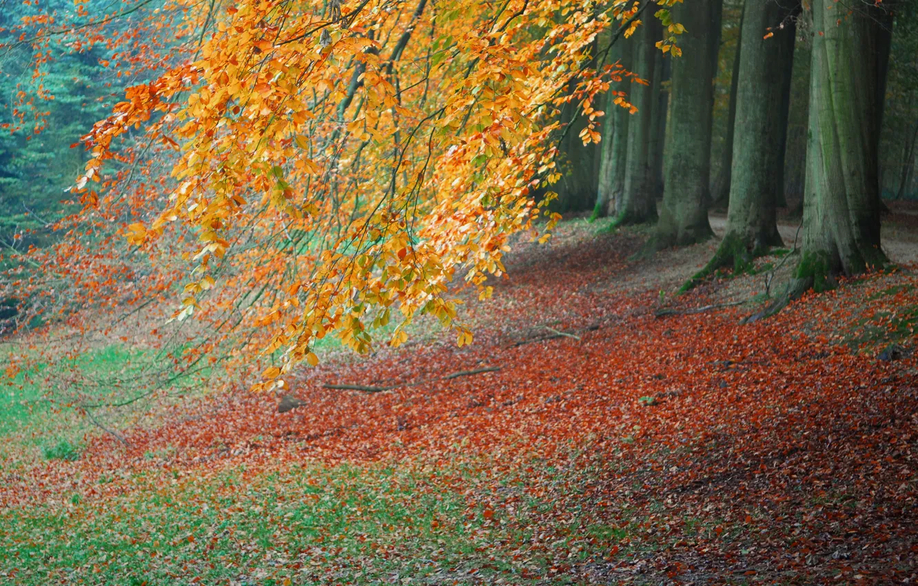 Фото обои осень, лес, листья, деревья, парк