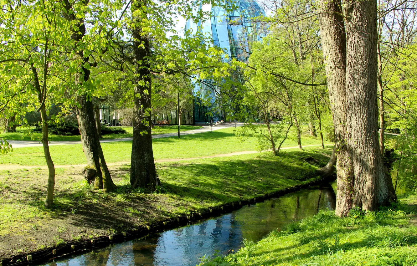 Фото обои trees, park, stream
