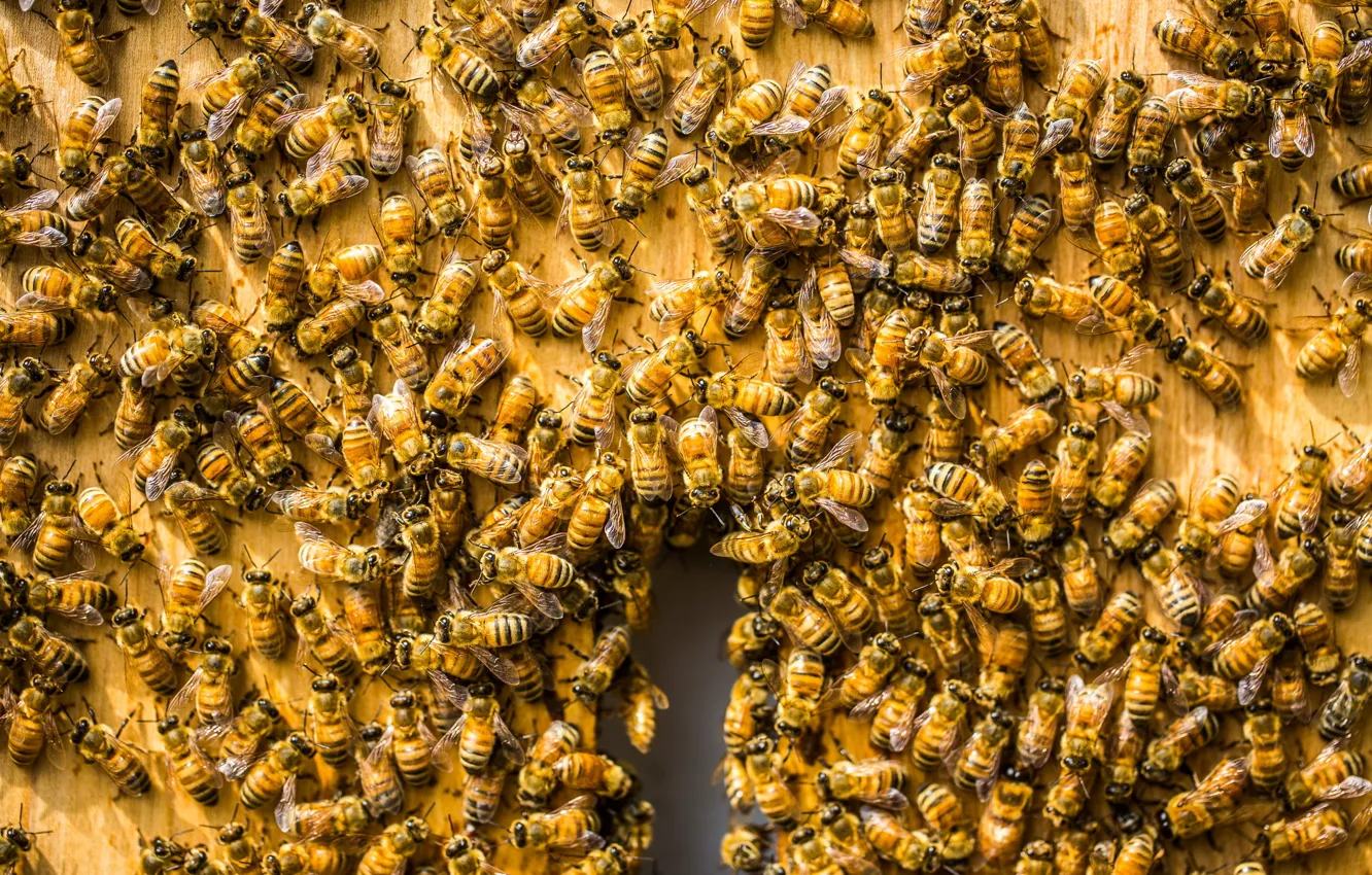 Фото обои фон, улей, пчёлы