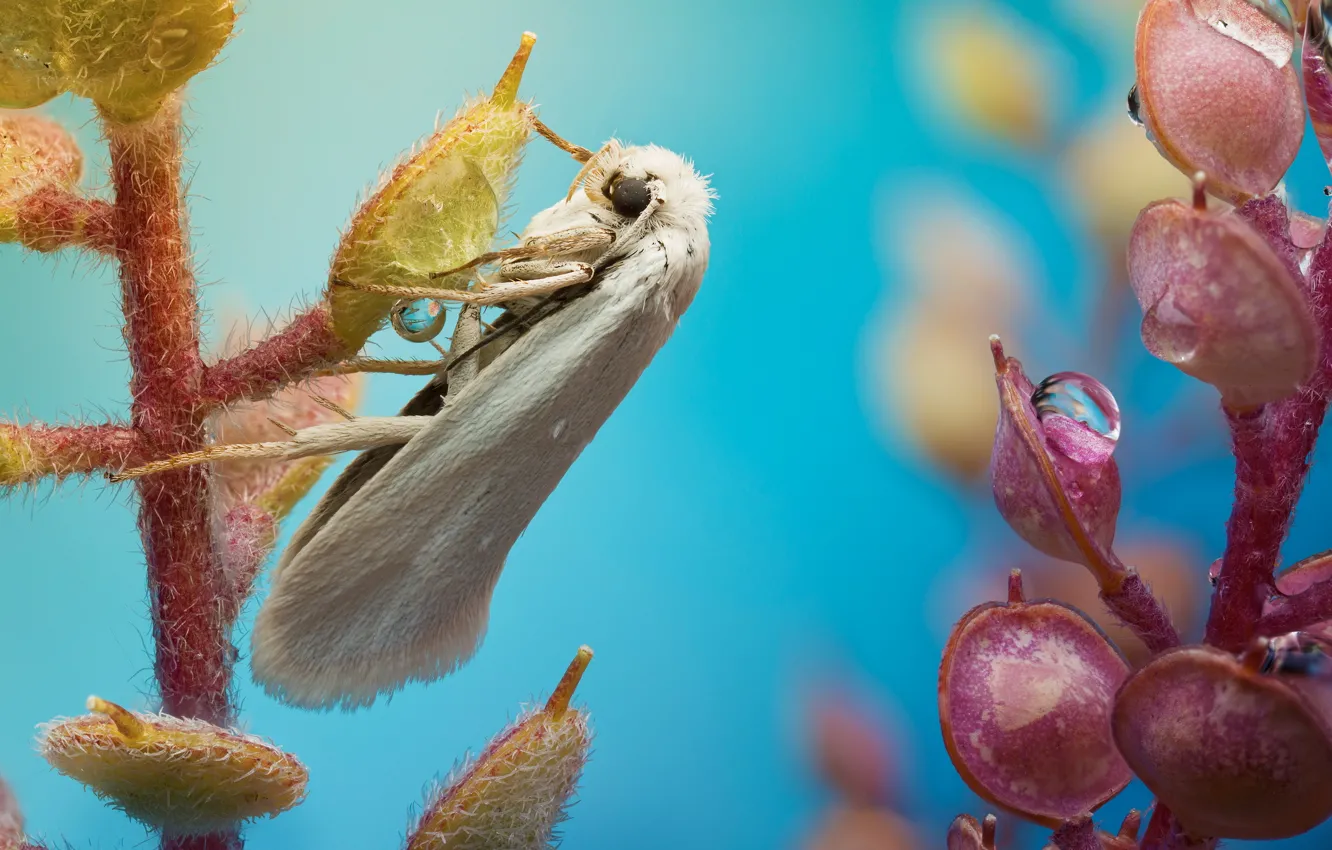 Фото обои капли, бабочка, растение, моль