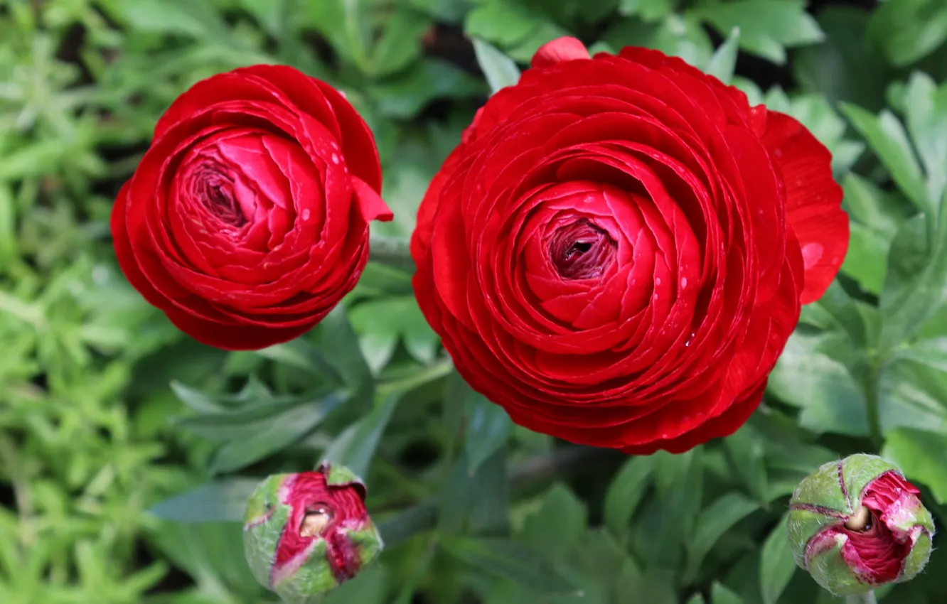 Фото обои красные, red, flowers, Ранункулюсы