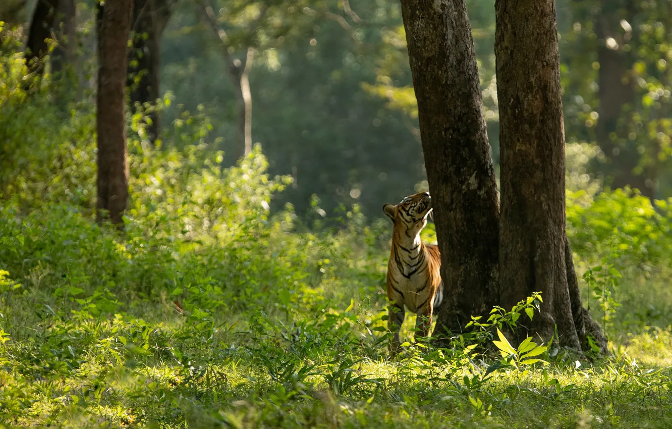 Фото обои зелень, лес, тигр, прогулка