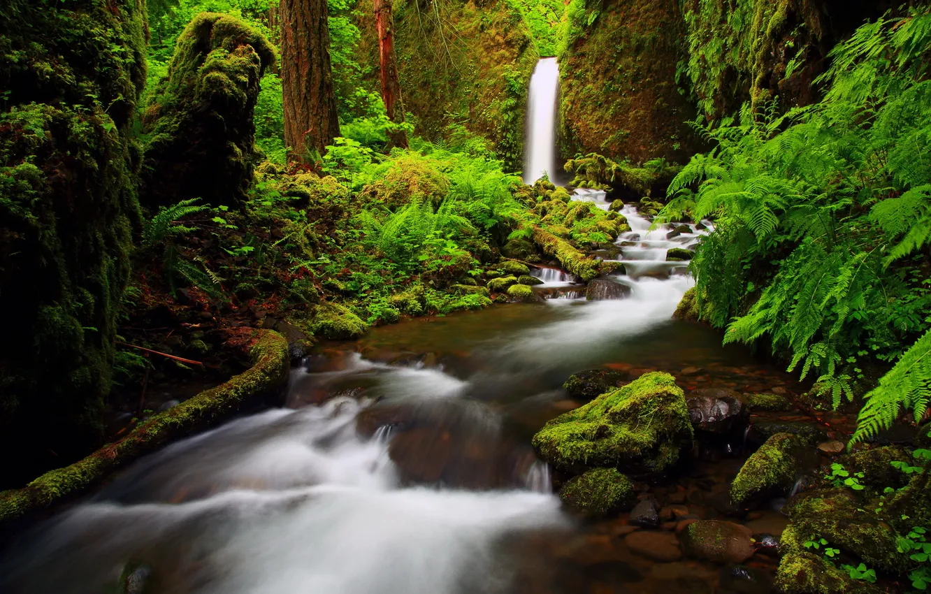 Фото обои лес, природа, река, фото, водопад, Oregon, Columbia