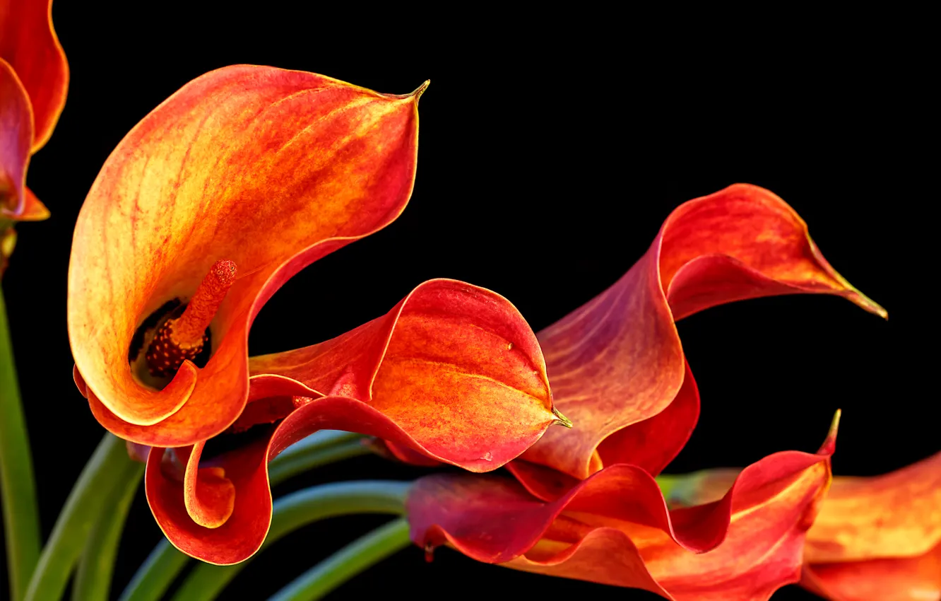 Фото обои цветы, flowers, calla, Каллы