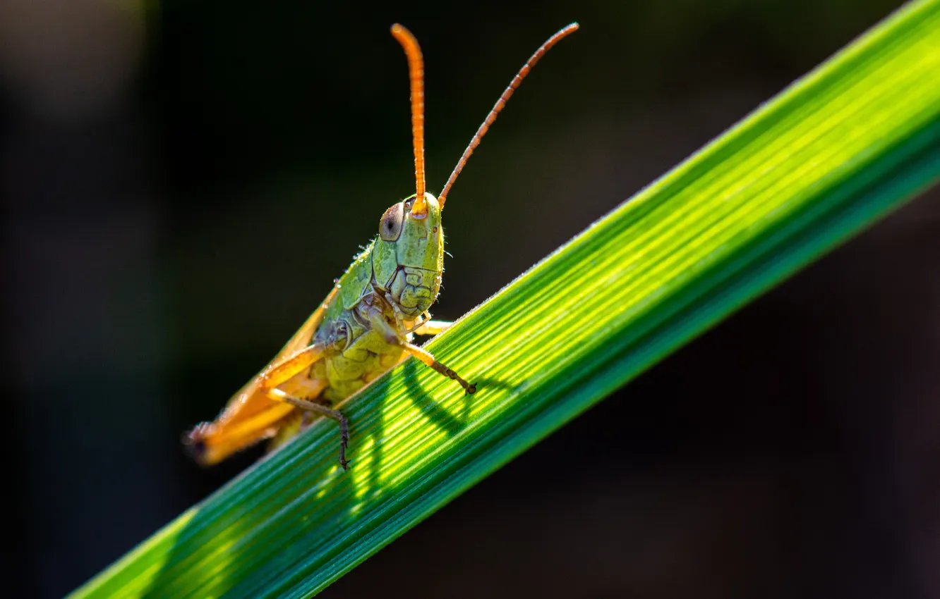 Фото обои insect, grasshopper, intense gaze, locust, green plant of unknown origin