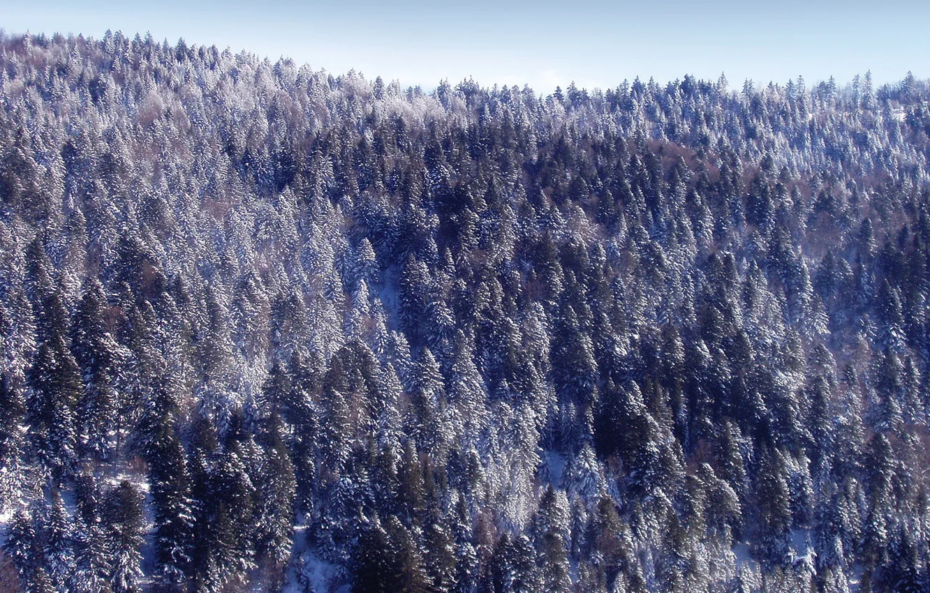 Фото обои зима, лес, снег, новый год