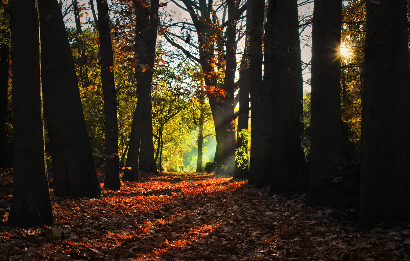 Фото обои лучи, деревья, утро, Осень, листопад, роща, autumn