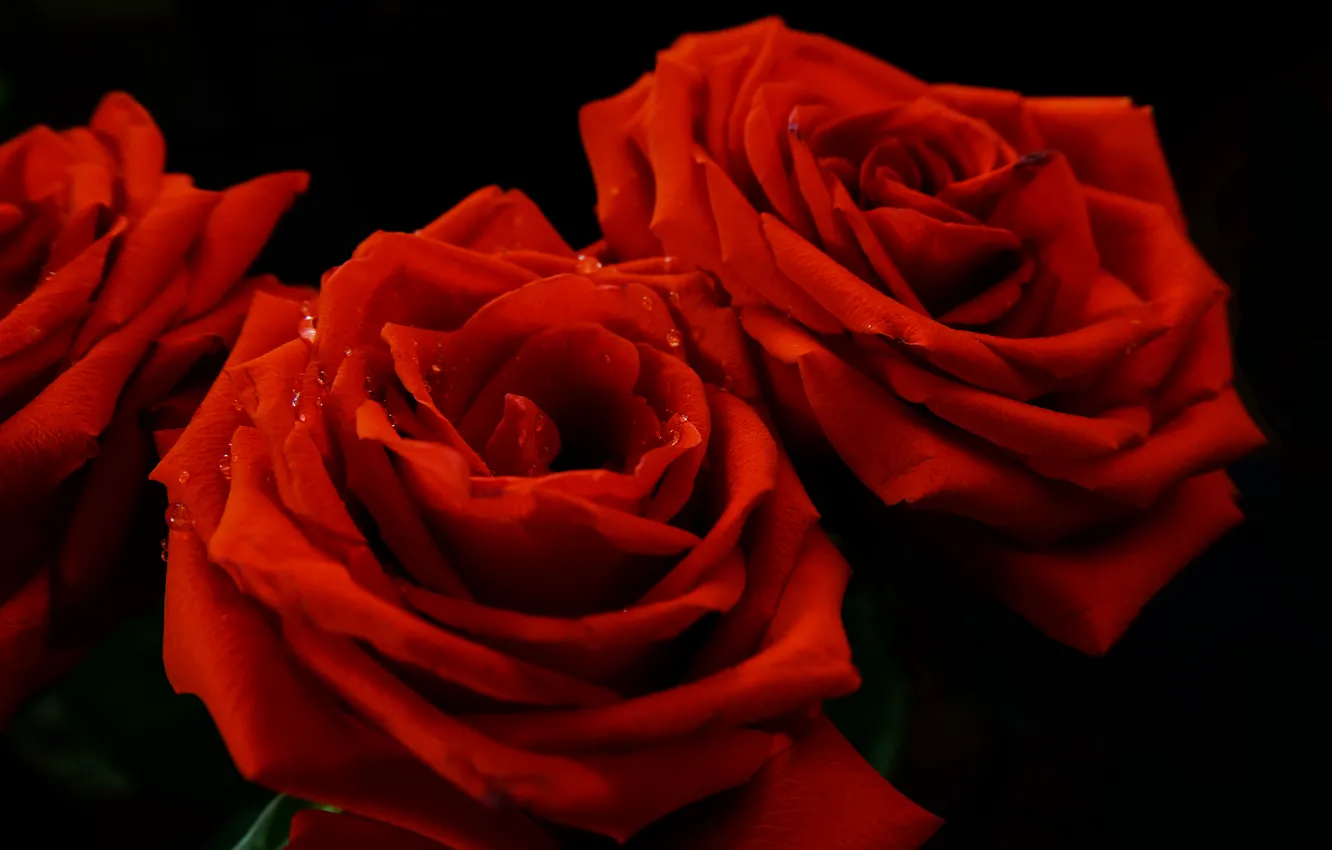 Фото обои капли, роса, роза, лепестки, красная, алая, на черном фоне