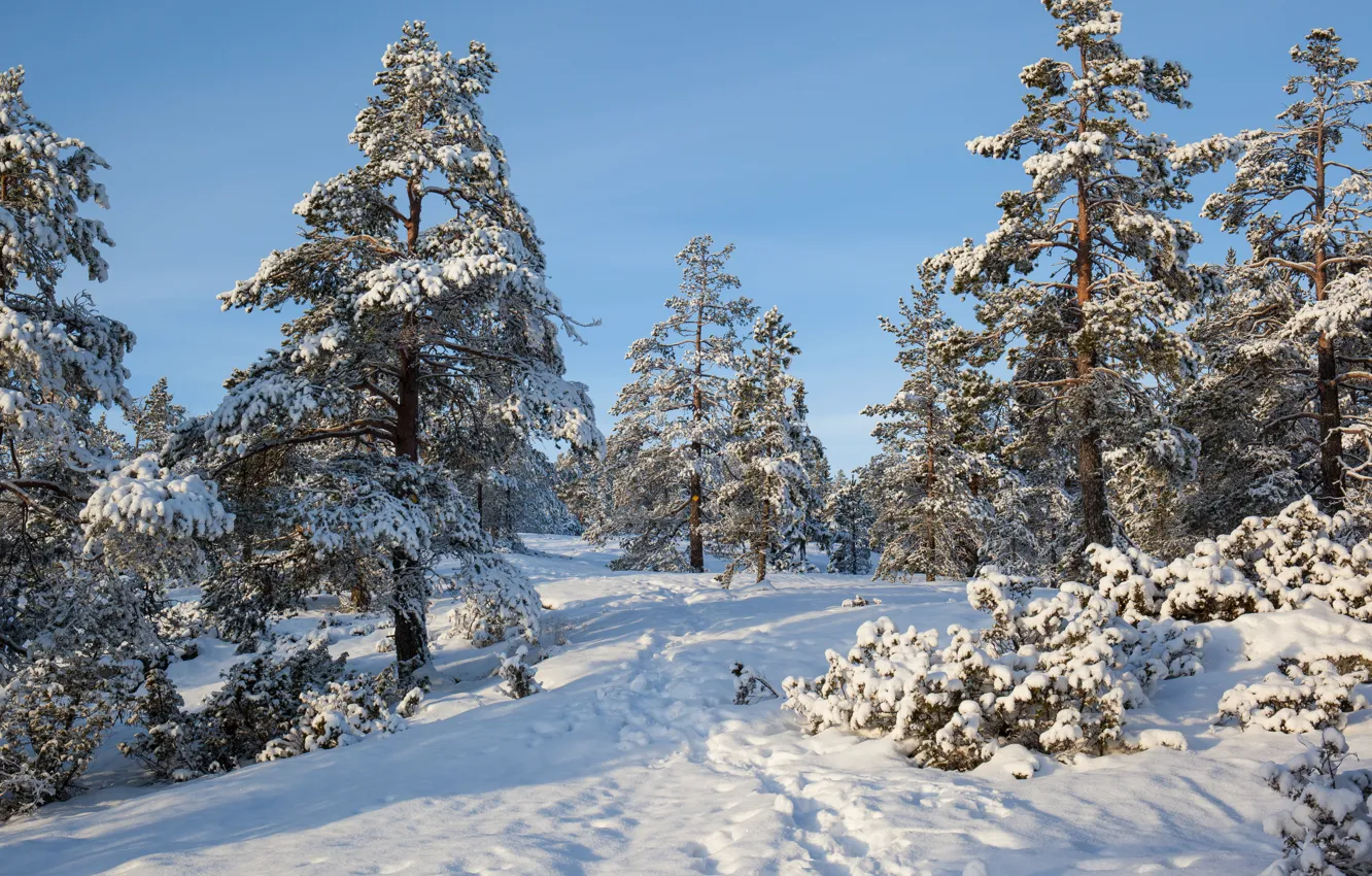 Фото обои зима, лес, снег, деревья, Швеция