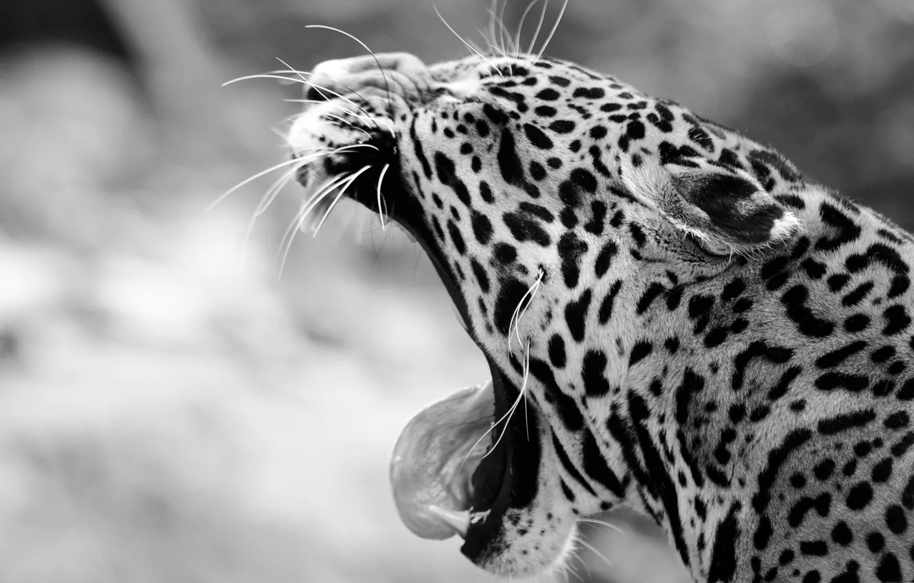 Фото обои язык, морда, пасть, клыки, ягуар, черно-белое, дикая кошка, зевает