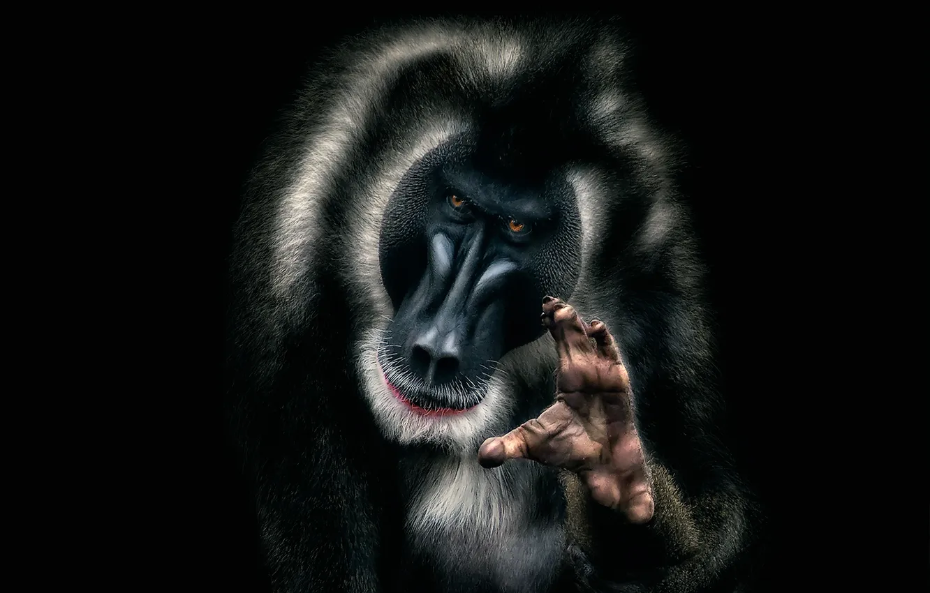 Фото обои взгляд, примат, Мандрил