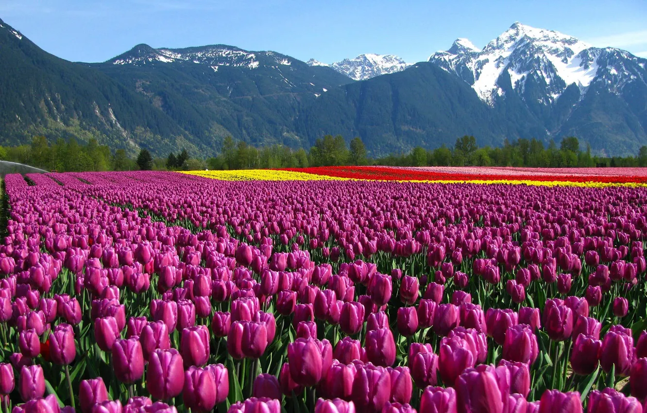 Фото обои поле, цветы, горы, тюльпаны