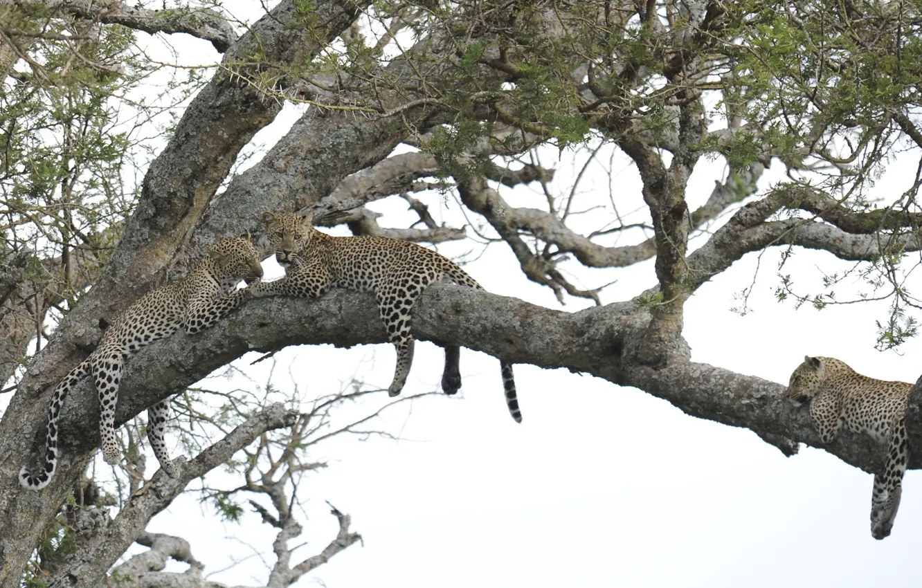Фото обои дерево, отдых, леопард, большая кошка