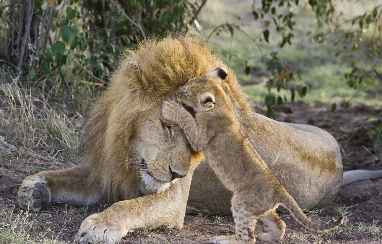 Фото обои игра, лев, семья, львёнок