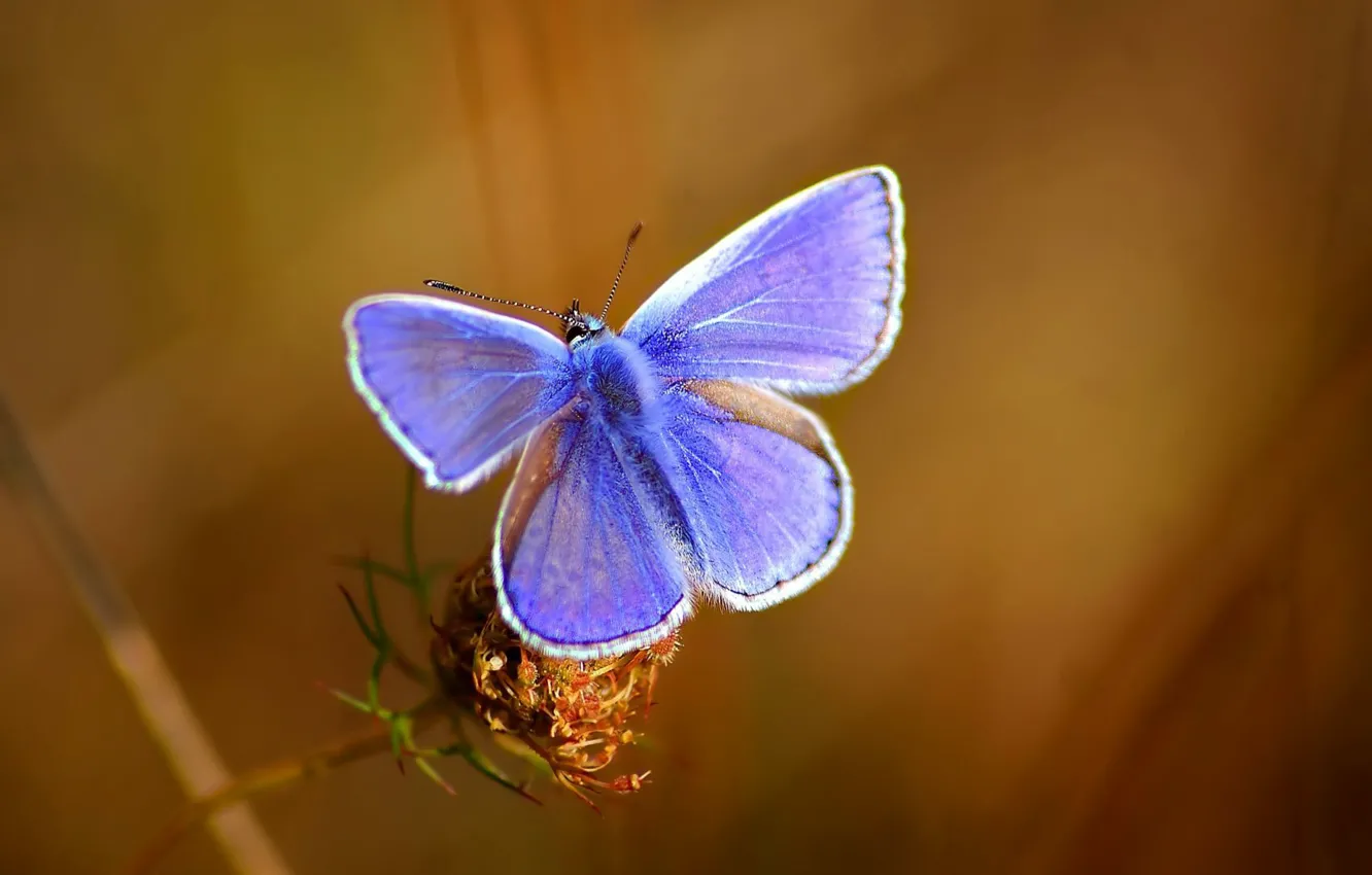 Фото обои макро, бабочка, фиолетовые крылья