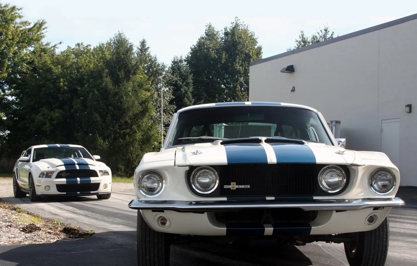 Фото обои деревья, полосы, Mustang, Ford, Shelby, GT500, мустанг, форд