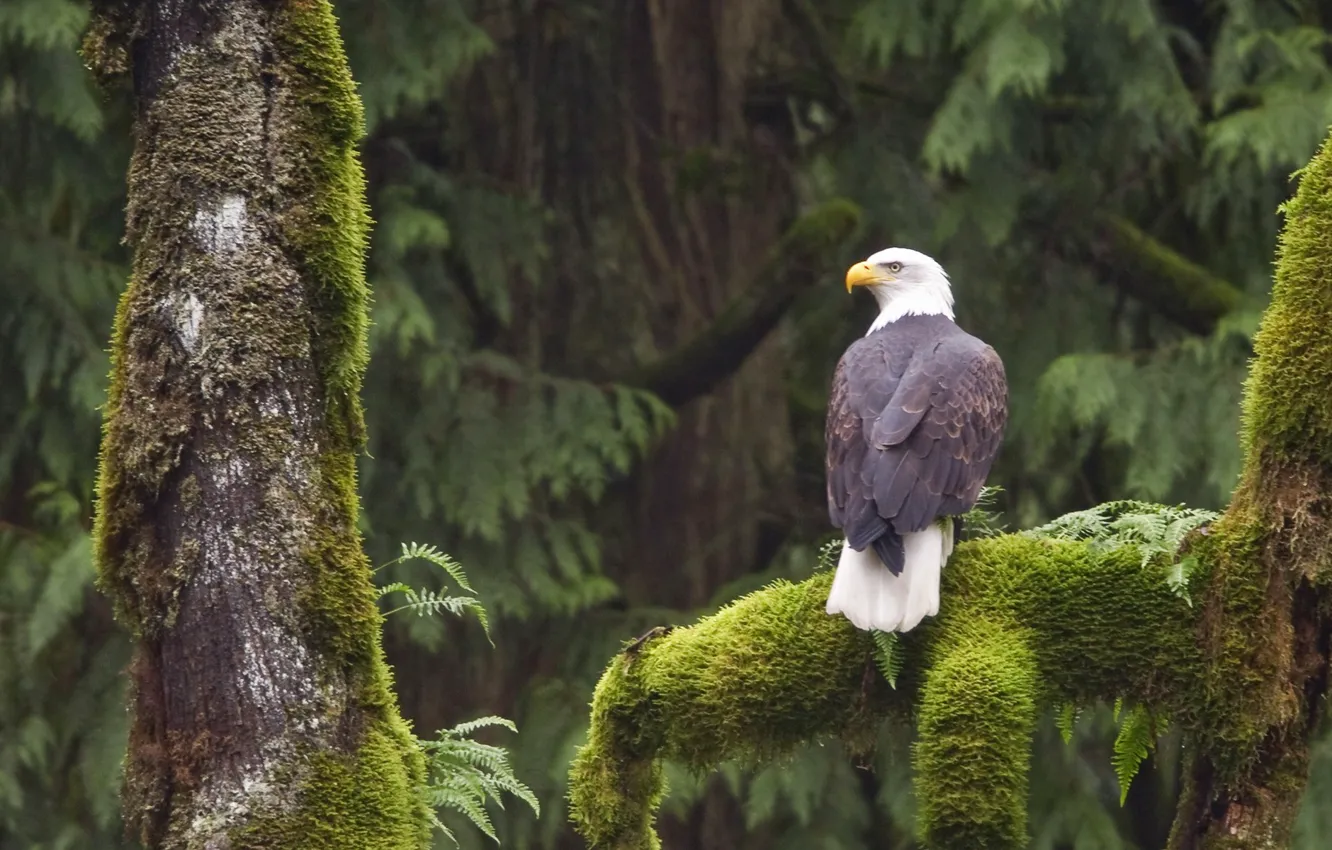 Фото обои bird, america, wildlife, bald eagle