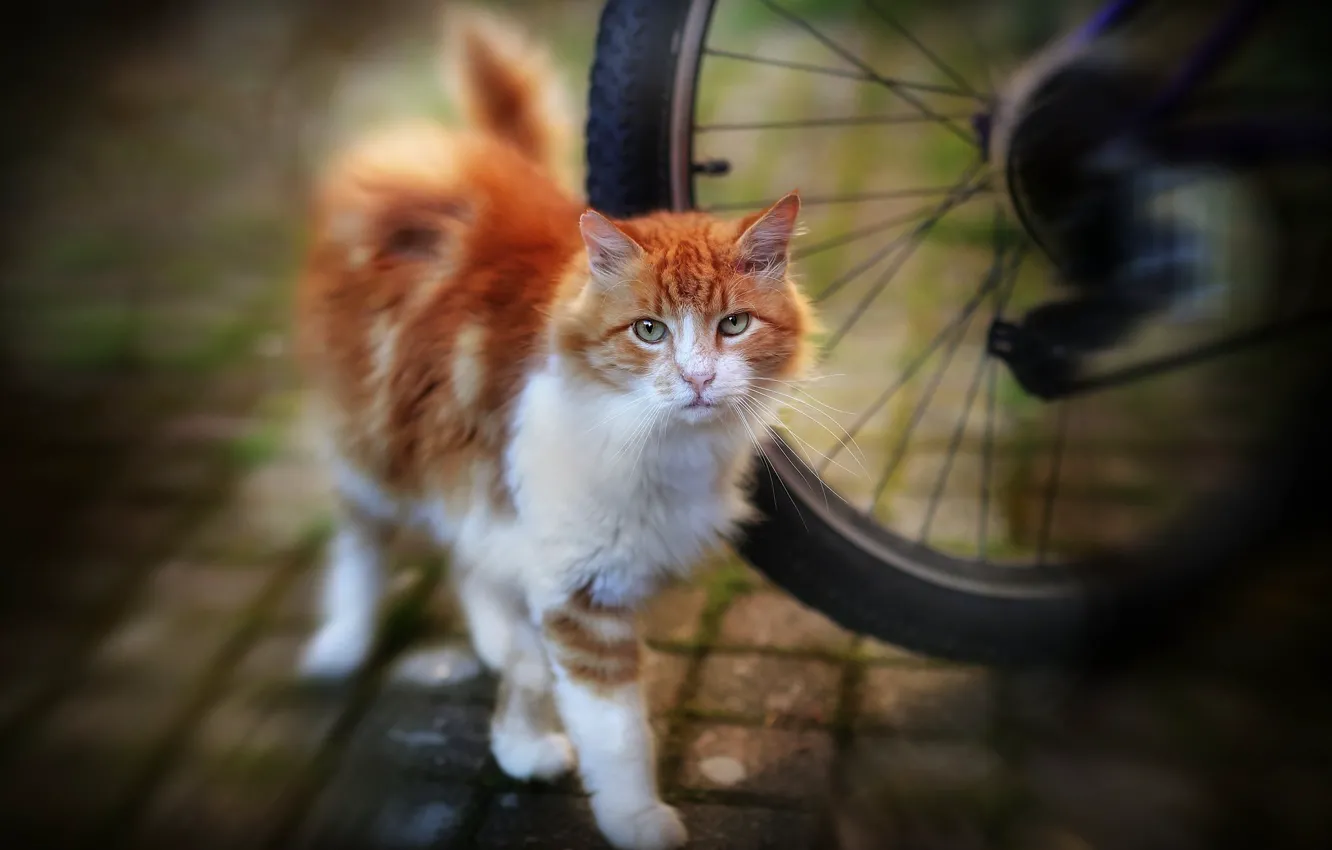 Фото обои кошка, кот, велосипед, рыжий