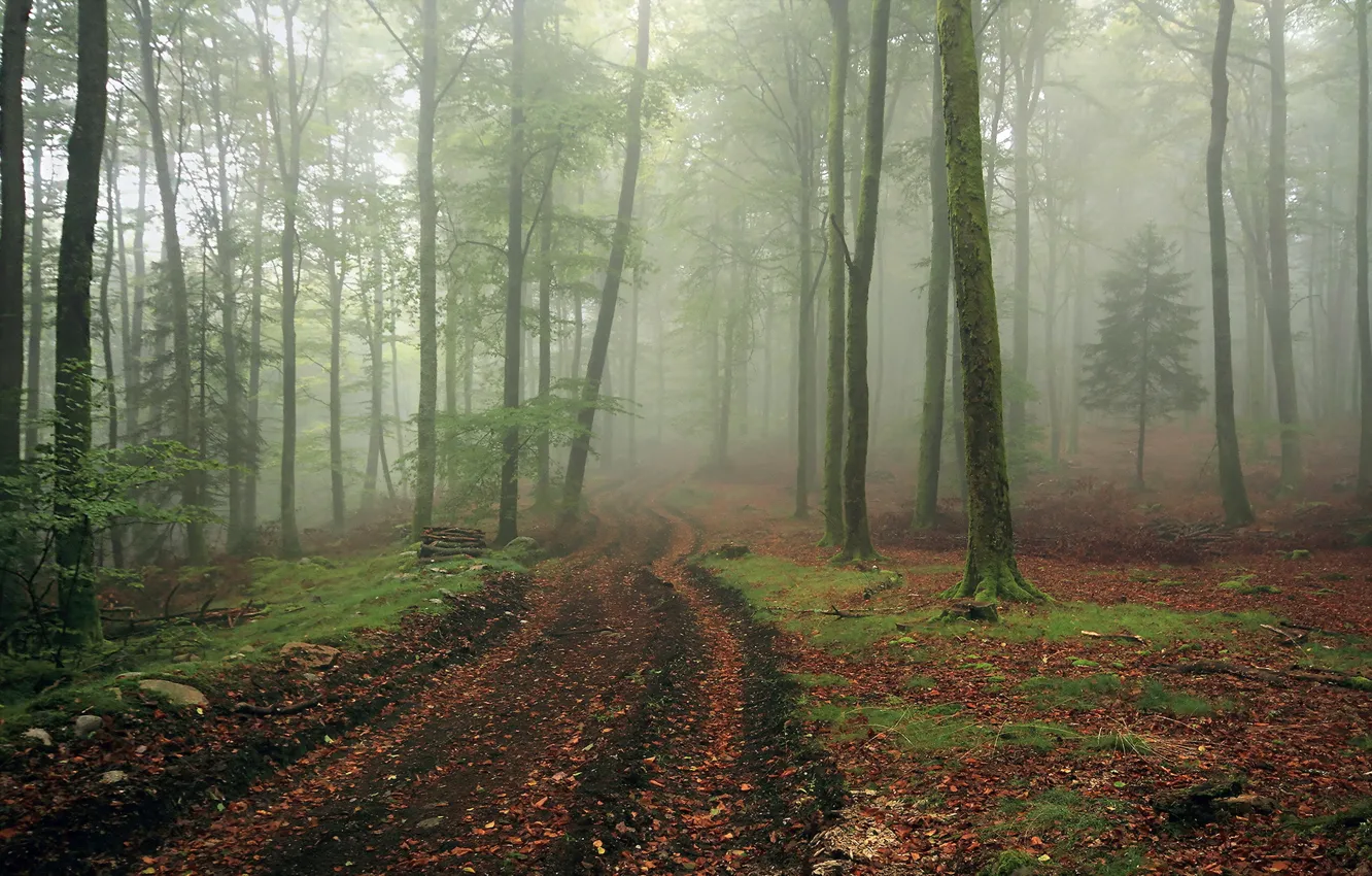 Фото обои дорога, лес, пейзаж, туман
