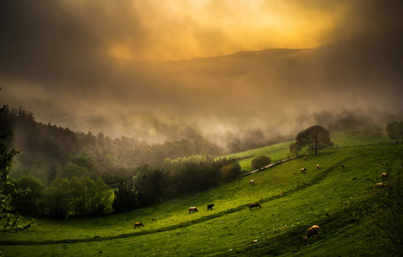 Фото обои небо, трава, деревья, горы, туман, коровы, склон