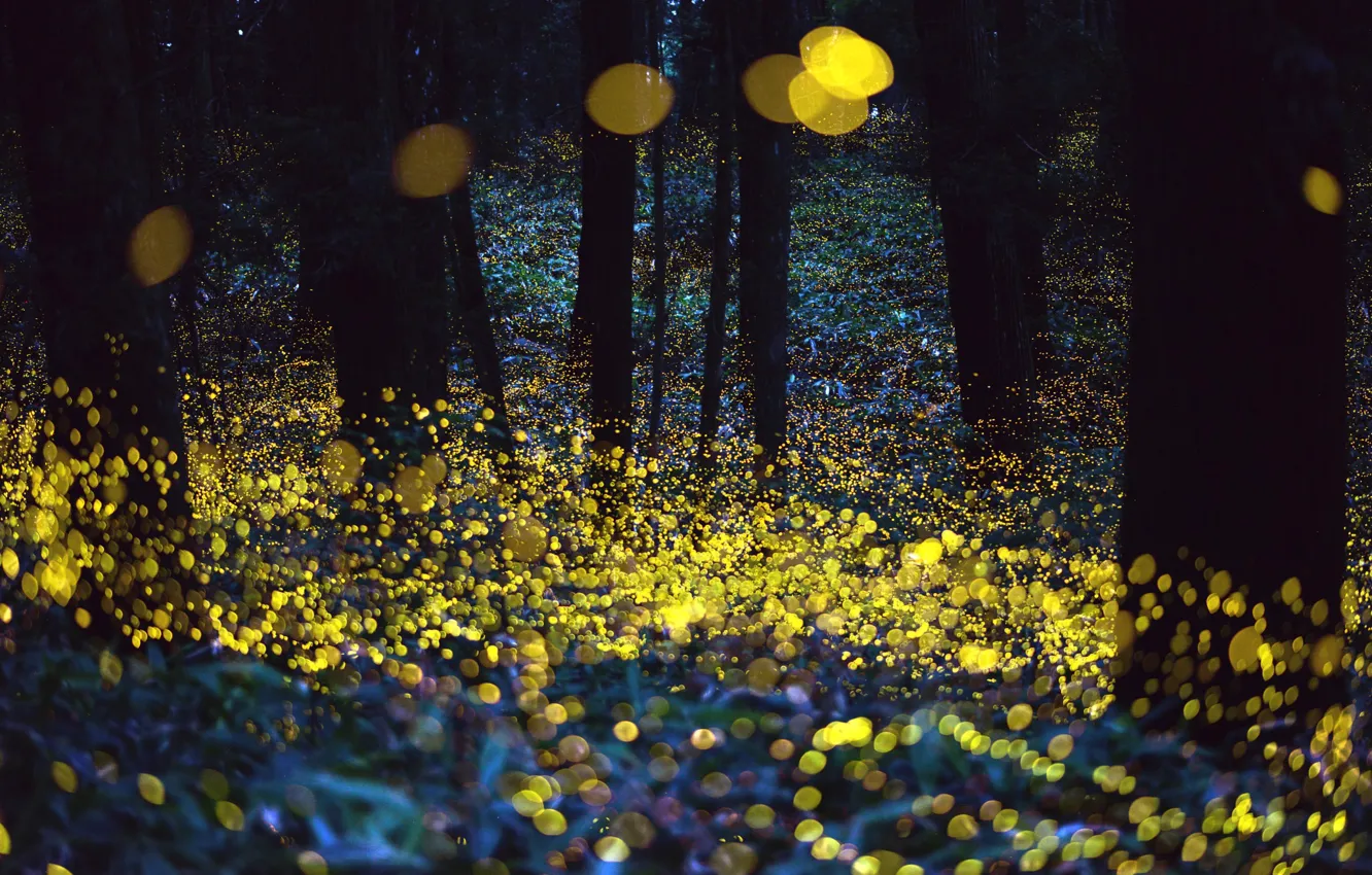 Фото обои лес, ночь, светлячки, вечер, боке