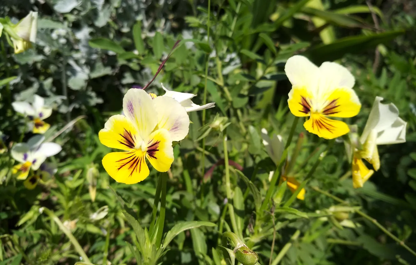 Фото обои Цветочки, Анютины глазки, Pansies