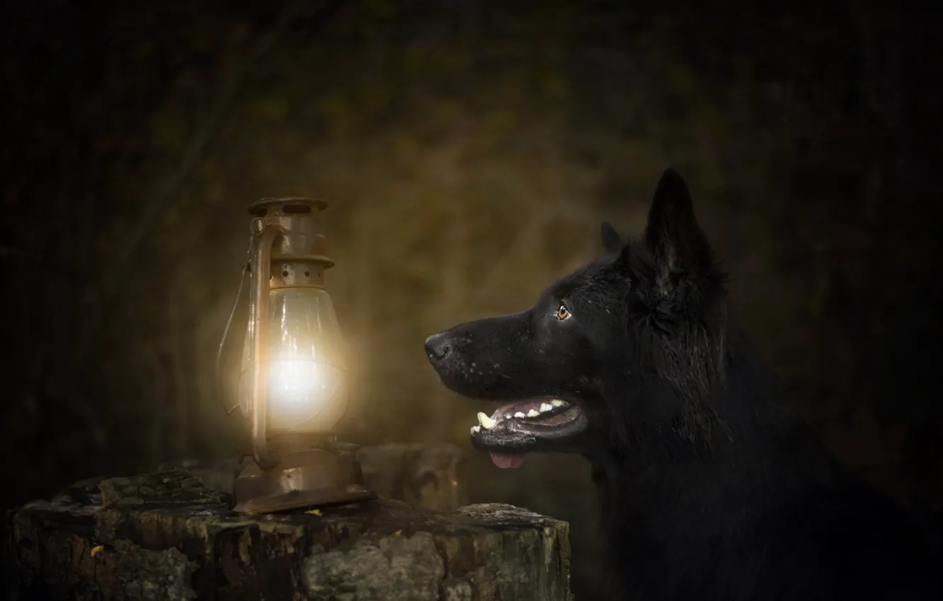 Фото обои фон, лампа, собака