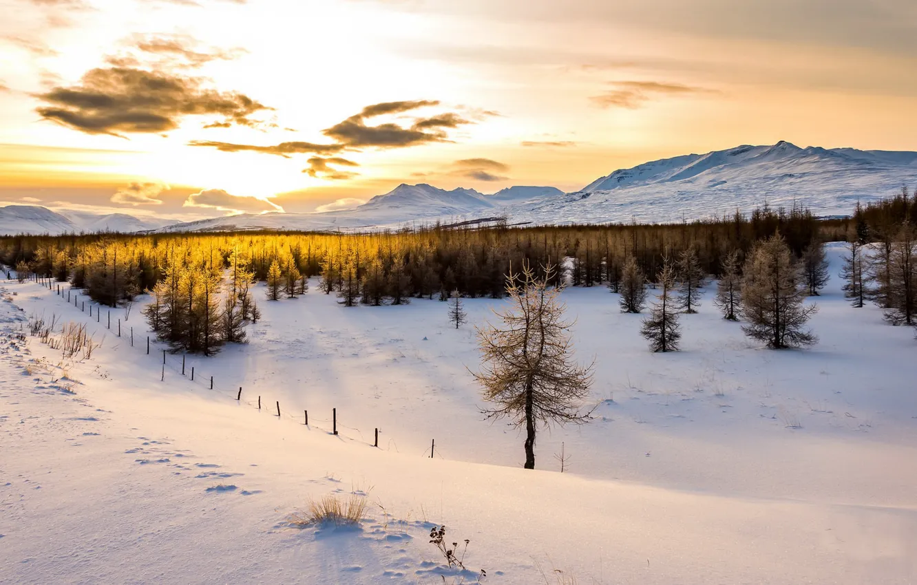 Фото обои свет, снег, деревья, утро