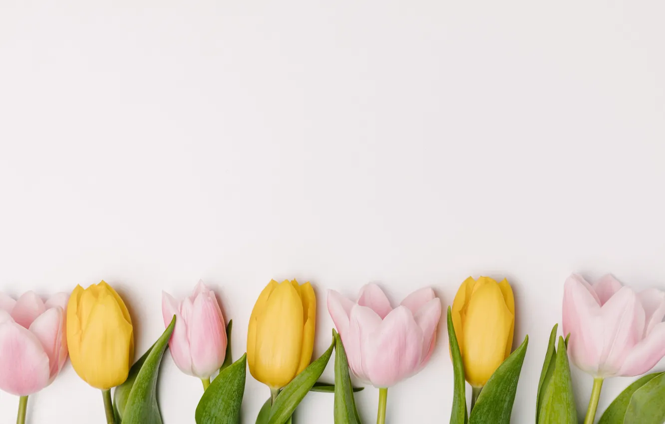 Фото обои цветы, весна, желтые, тюльпаны, розовые, fresh, yellow, pink