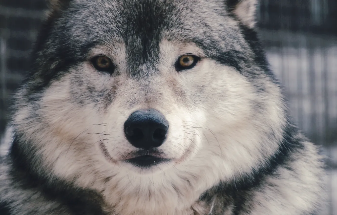Фото обои взгляд, морда, волк, хищник