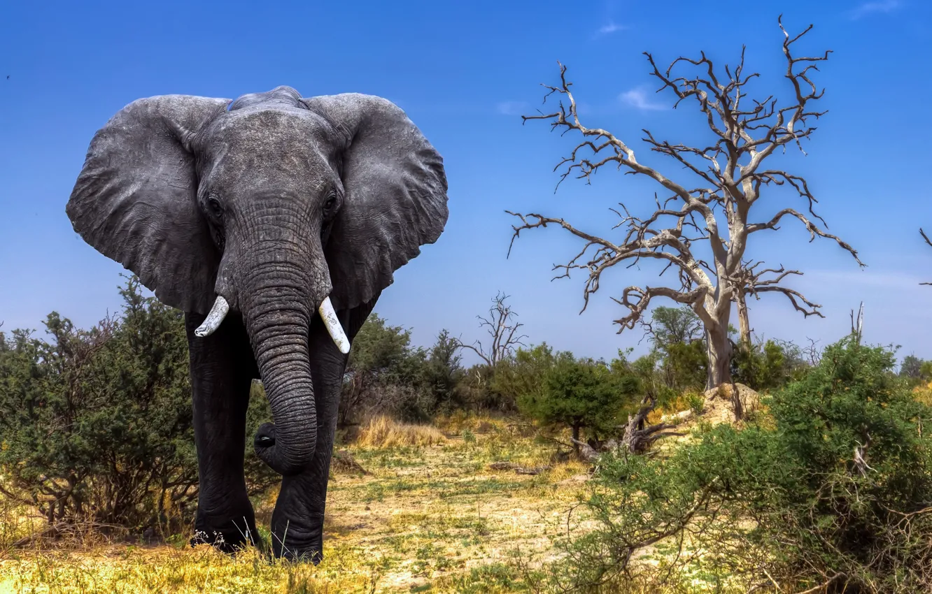 Фото обои Africa, Elephant, Safari, Botswana, Okavango Delta