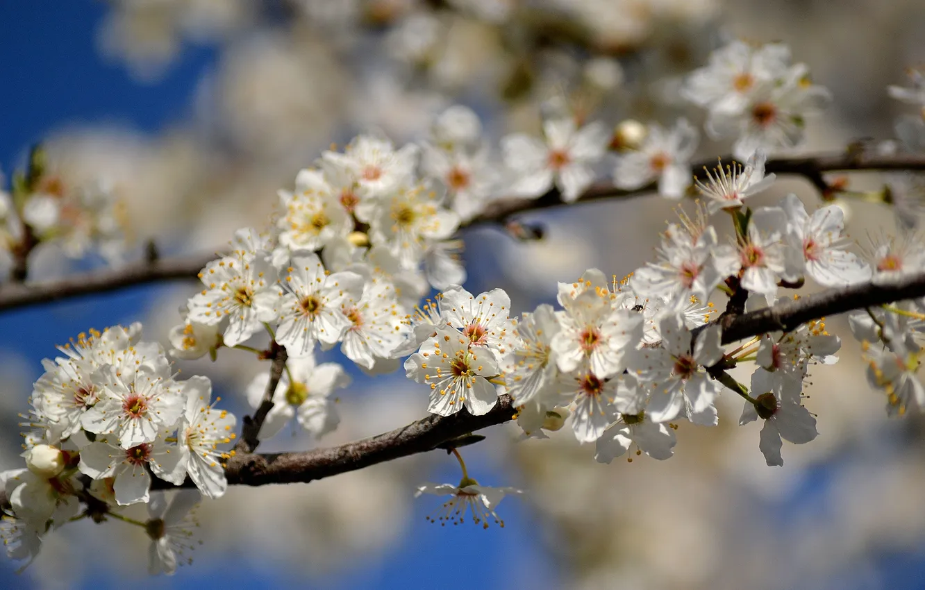 Фото обои ветки, дерево, весна, яблоня, цветки