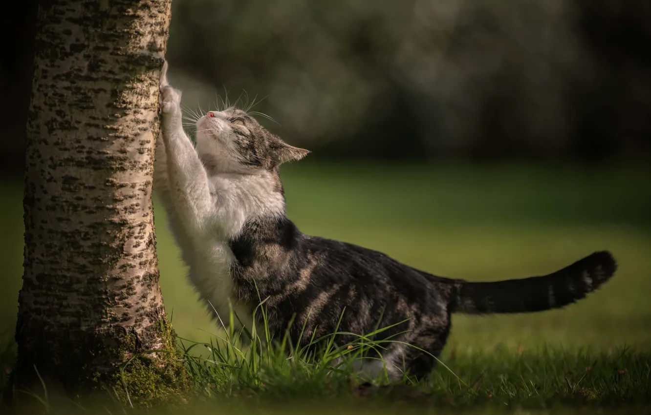 Фото обои кошка, трава, кот, дерево, ствол, боке, котейка, когтеточка
