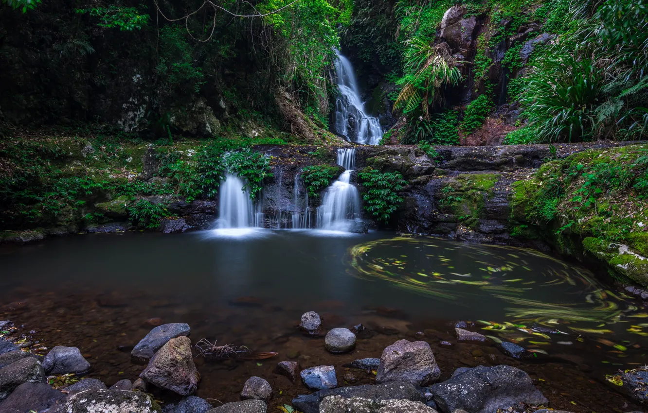 Фото обои лес, река, водопад, Австралия, Lamington National Park, Elabana Falls