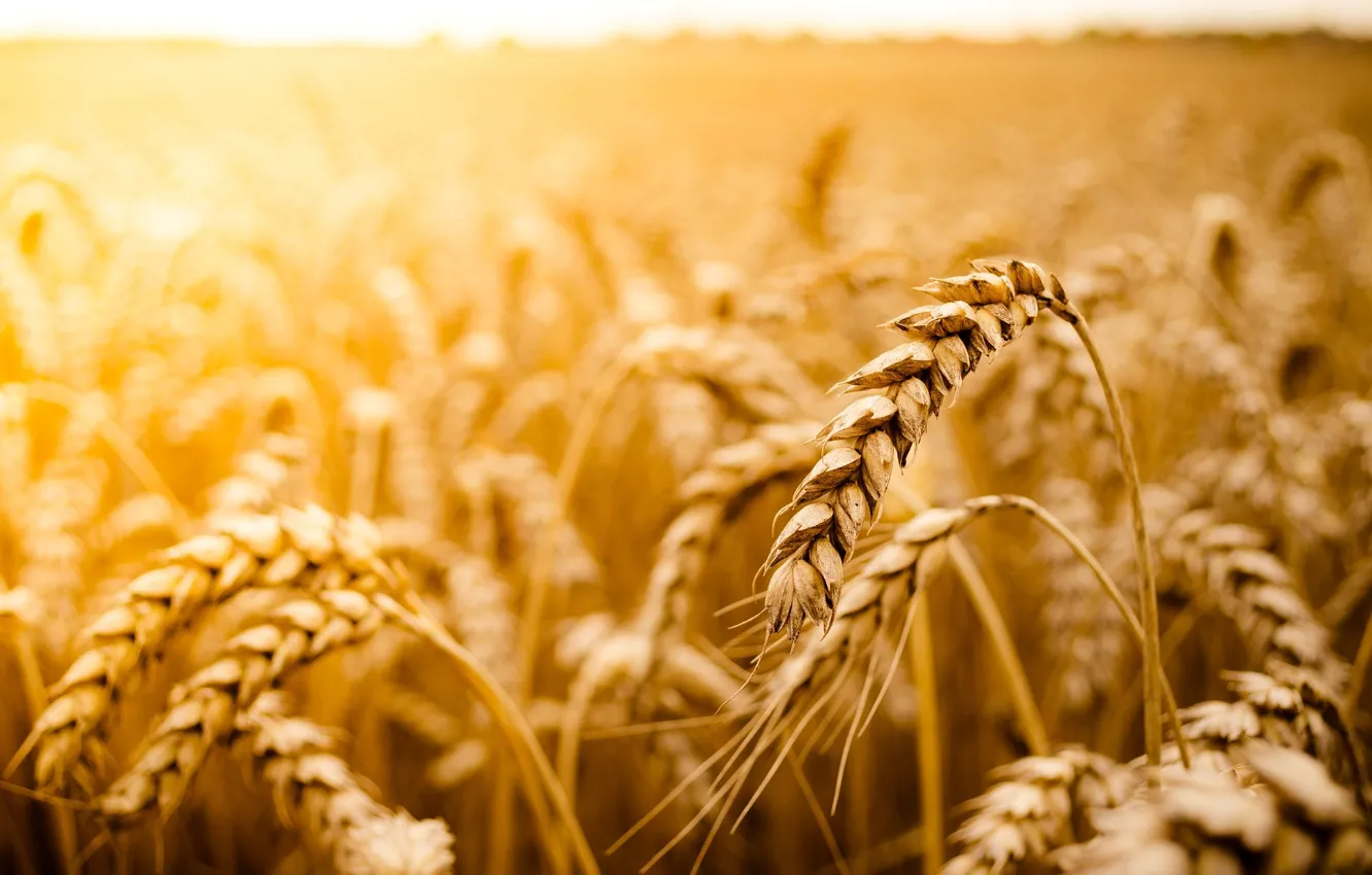 Фото обои пшеница, поле, солнце, макро, фон, widescreen, обои, рожь