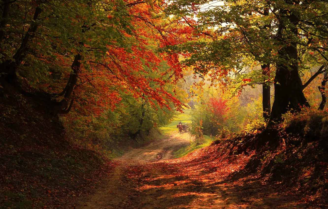 Фото обои дорога, осень, лес, деревья, лошадь, телега