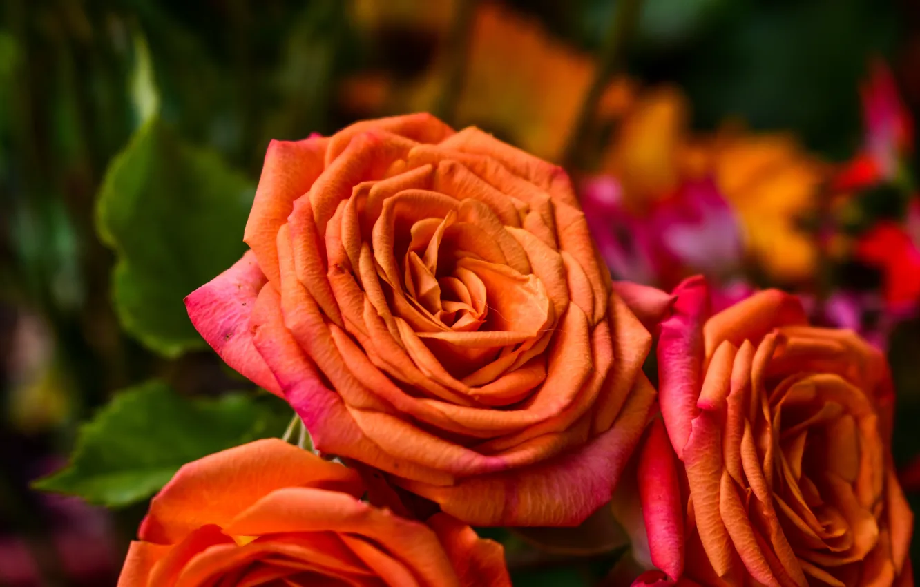 Фото обои розы, оранжевая, букет, лепестки, бутоны