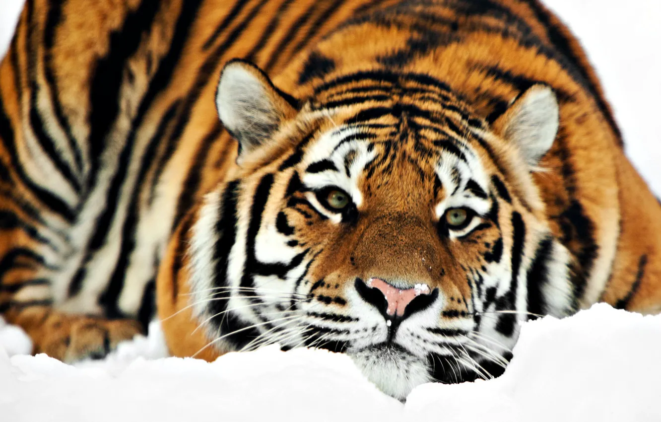 Фото обои зима, снег, Тигр, лежит