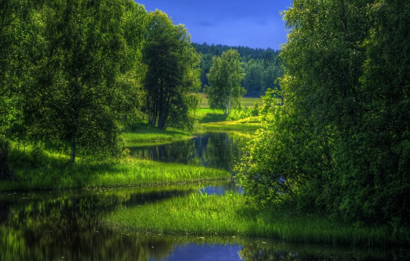 Фото обои forest, trees, nature, reflection, Stunner