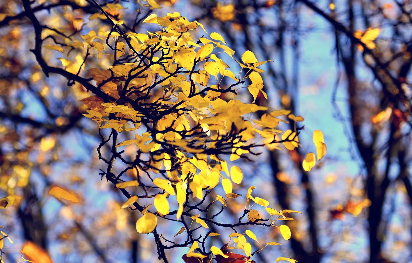 Фото обои осень, листва, боке, филиалы