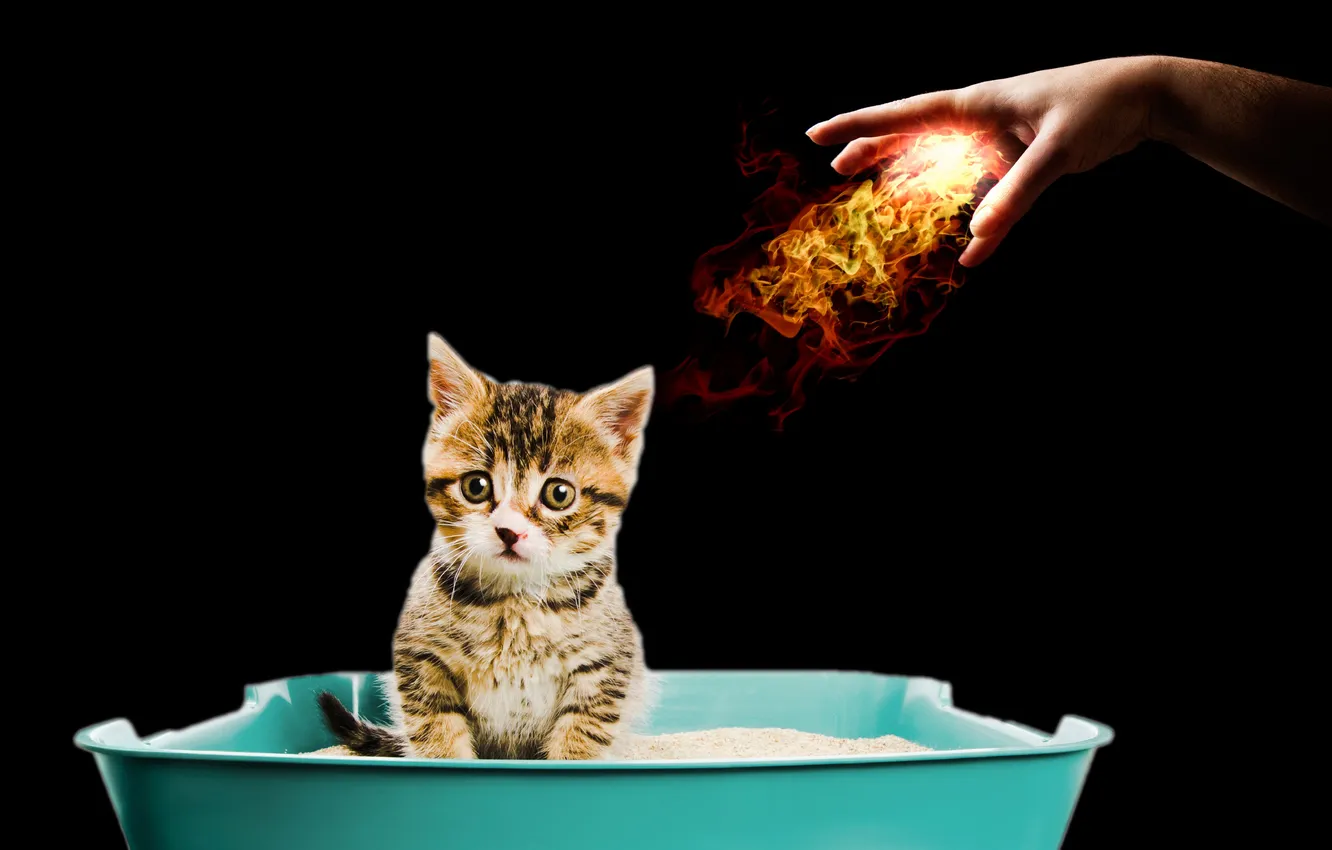 Фото обои fireball, cat, hand