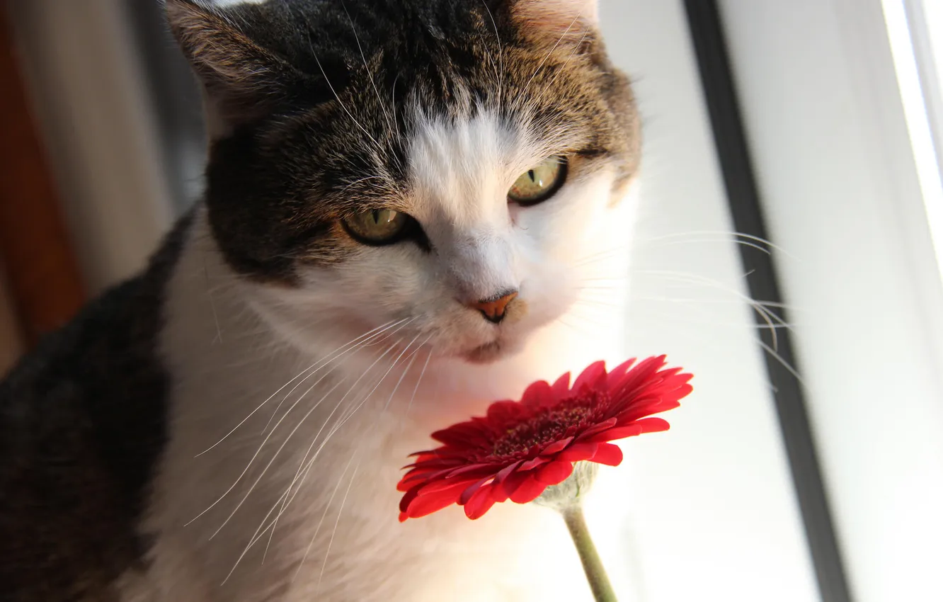 Фото обои кошка, цветок, кот, взгляд