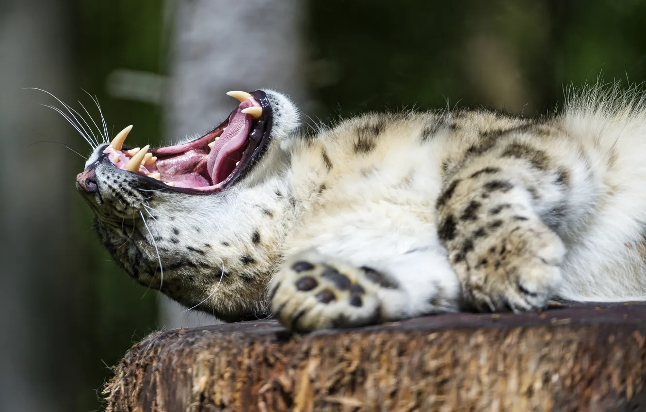 Фото обои кошка, пасть, клыки, ирбис, снежный барс, зевает, ©Tambako The Jaguar