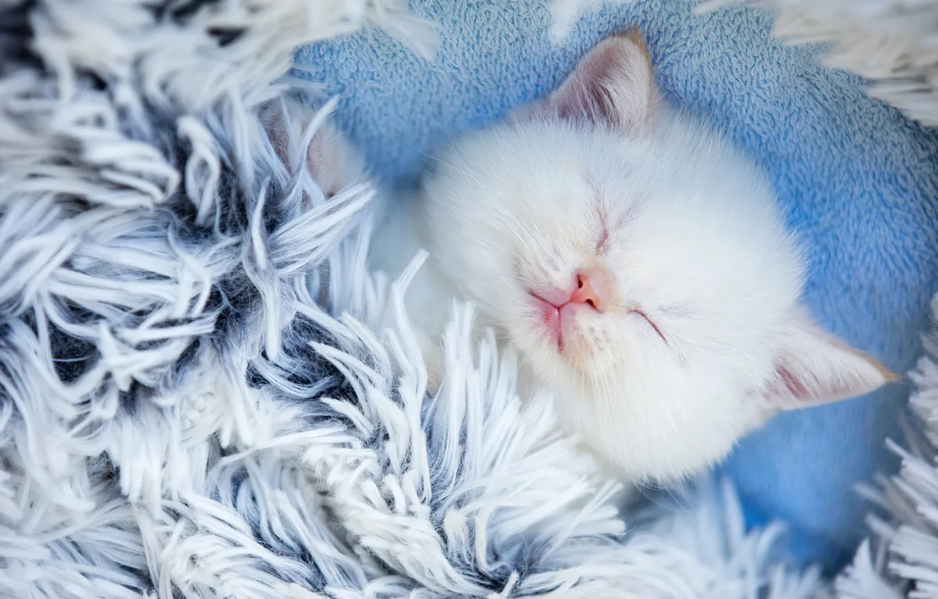 Фото обои Cute, Animals, Sleeping, Adorable, Furry, White cat, Cute Kitten
