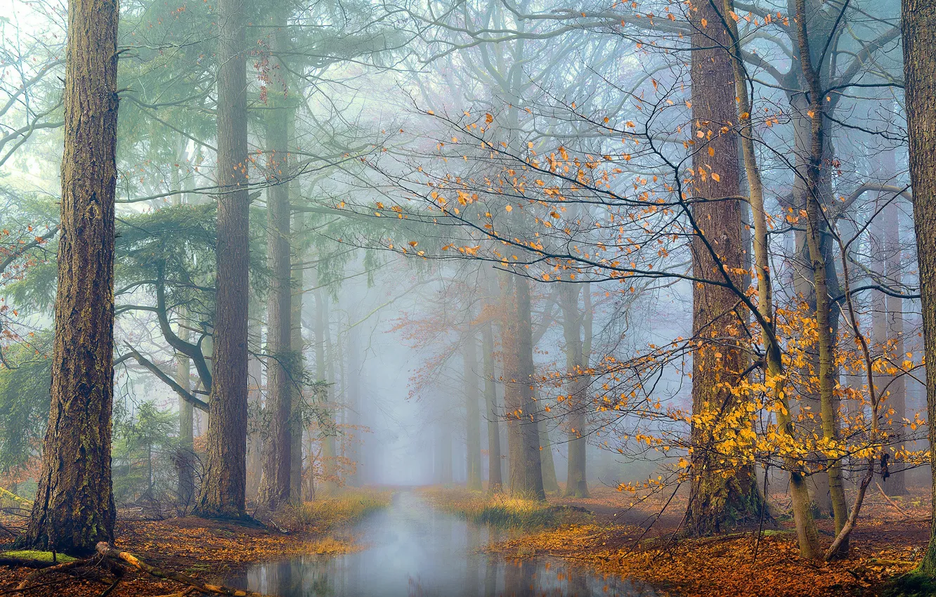 Фото обои осень, лес, деревья, ветки, туман, пруд, листва, утро