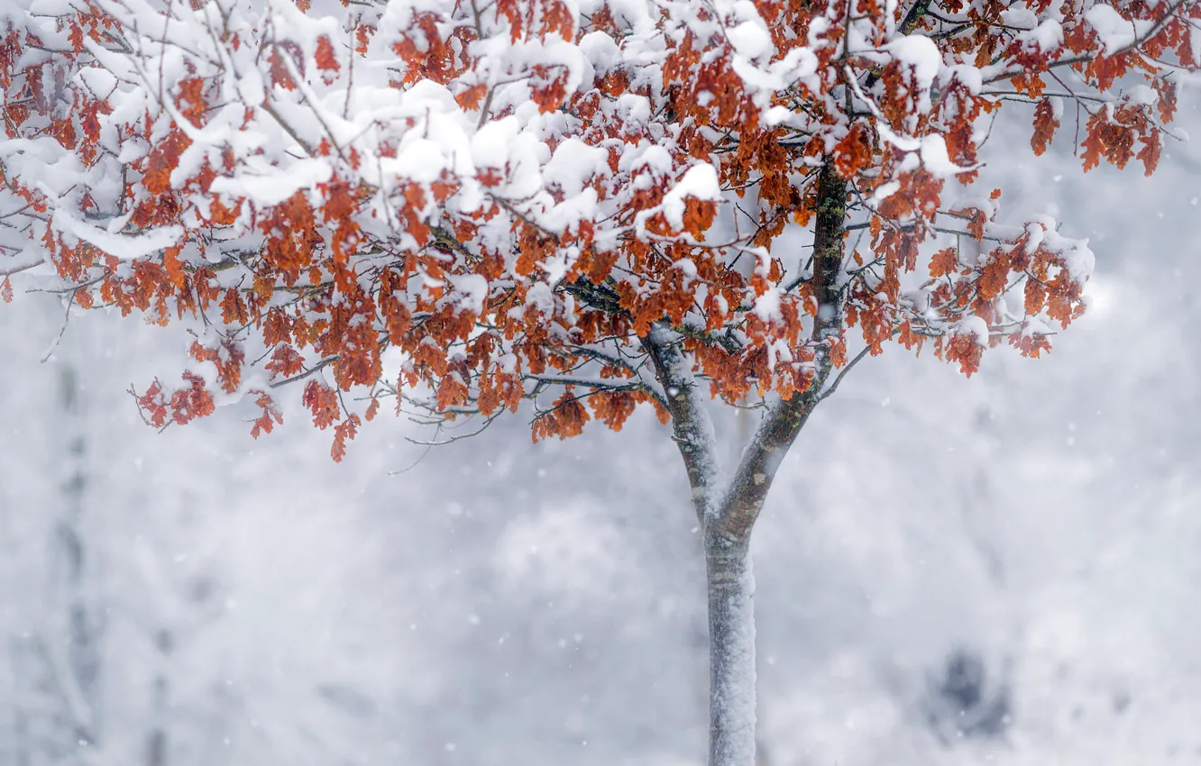 Фото обои зима, снег, природа, туман, дерево